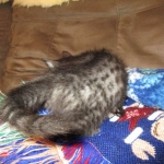 Egyptian Mau, Smoke, Male DOB 9-10-16