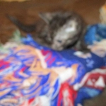 Egyptian Mau, Smoke, Male DOB 9-10-16