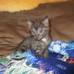 Egyptian Mau, Smoke, Male DOB 9-10-16