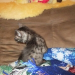 Egyptian Mau, Smoke, Male DOB 9-10-16