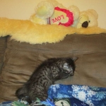 Egyptian Mau, Smoke, Male DOB 9-10-16