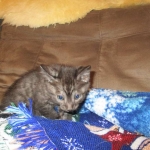 Egyptian Mau, Smoke, Male DOB 9-10-16