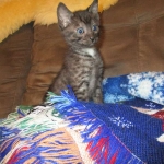 Egyptian Mau, Smoke, Male DOB 9-10-16
