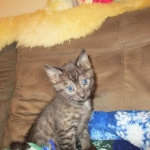Egyptian Mau, Smoke, Male DOB 9-10-16