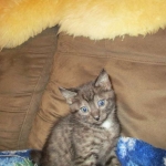 Egyptian Mau, Smoke, Male DOB 9-10-16