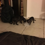 Mambo Egyptian Mau, Smoke, Male DOB 9-10-16