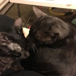 Mambo Egyptian Mau, Smoke, Male DOB 9-10-16