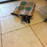 Mambo Egyptian Mau, Smoke, Male DOB 9-10-16