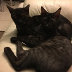 Mambo Egyptian Mau, Smoke, Male DOB 9-10-16