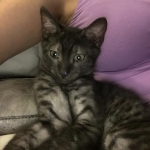 Mambo Egyptian Mau, Smoke, Male DOB 9-10-16