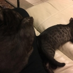 Mambo Egyptian Mau, Smoke, Male DOB 9-10-16