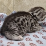 Silver-Male-2-DOB-7-5-24-F