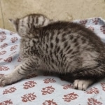 Silver-Male-3-DOB-7-5-24-C