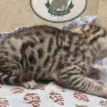 Silver-Male-4-DOB-7-5-24-A