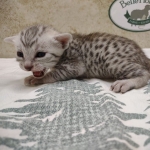 Available Silver-Mau-male-#1