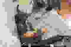 Twinkie Egyptian Mau, Male Ginger spotted non Standard DOB 4-10-21