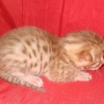Mau Male Ginger spotted DOB 4-10-21
