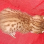 Mau Male Ginger spotted DOB 4-10-21