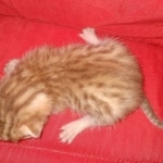 Mau Male Ginger spotted DOB 4-10-21