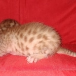 Mau Male Ginger spotted DOB 4-10-21