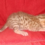 Mau Male Ginger spotted DOB 4-10-21