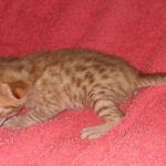 Mau Male Ginger spotted DOB 4-10-21