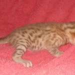 Mau Male Ginger spotted DOB 4-10-21