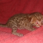 Mau Male Ginger spotted DOB 4-10-21