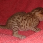 Mau Male Ginger spotted DOB 4-10-21