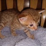 Mau Male Ginger spotted DOB 4-10-21