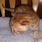Mau Male Ginger spotted DOB 4-10-21