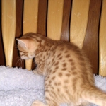 Mau Male Ginger spotted DOB 4-10-21