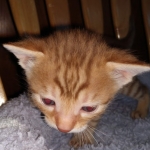 Mau Male Ginger spotted DOB 4-10-21