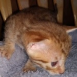 Mau Male Ginger spotted DOB 4-10-21