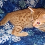 Mau Male Ginger spotted DOB 4-10-21