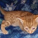 Mau Male Ginger spotted DOB 4-10-21