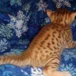 Mau Male Ginger spotted DOB 4-10-21