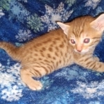 Mau Male Ginger spotted DOB 4-10-21