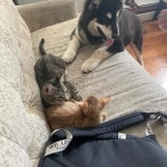 Twinkie Mau Male Ginger spotted DOB 4-10-21