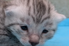 Amunra Egyptian Mau Male Kitten DOB 3-19-26