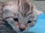 Amunra Egyptian Mau Male Kitten DOB 3-19-26