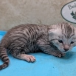 Egyptian-Mau-silver-male-kitten-