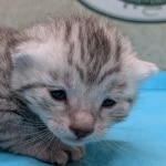 Egyptian-Mau-silver-male-kitten-a