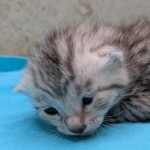 Egyptian-Mau-silver-male-kitten-b