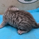 Egyptian-Mau-silver-male-kitten-c