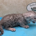 Egyptian-Mau-silver-male-kitten-d