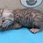 Egyptian-Mau-silver-male-kitten-e
