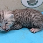 Egyptian-Mau-silver-male-kitten-g