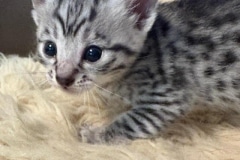 Charlie Egyptian Mau Male Kitten DOB 6/3/25