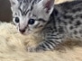 Charlie Egyptian Mau Male Kitten DOB 6/3/25